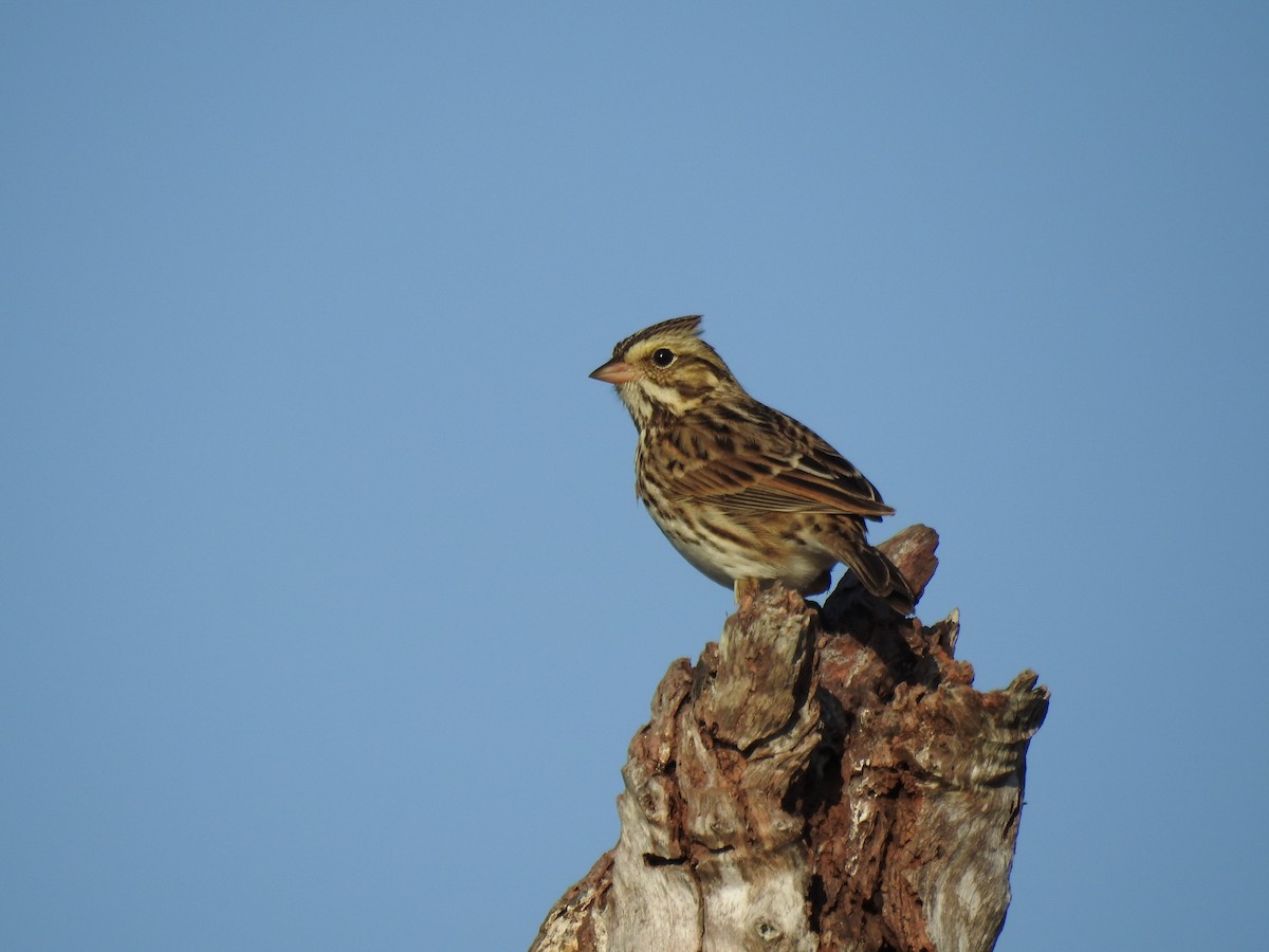 Savannah Sparrow - ML646143768
