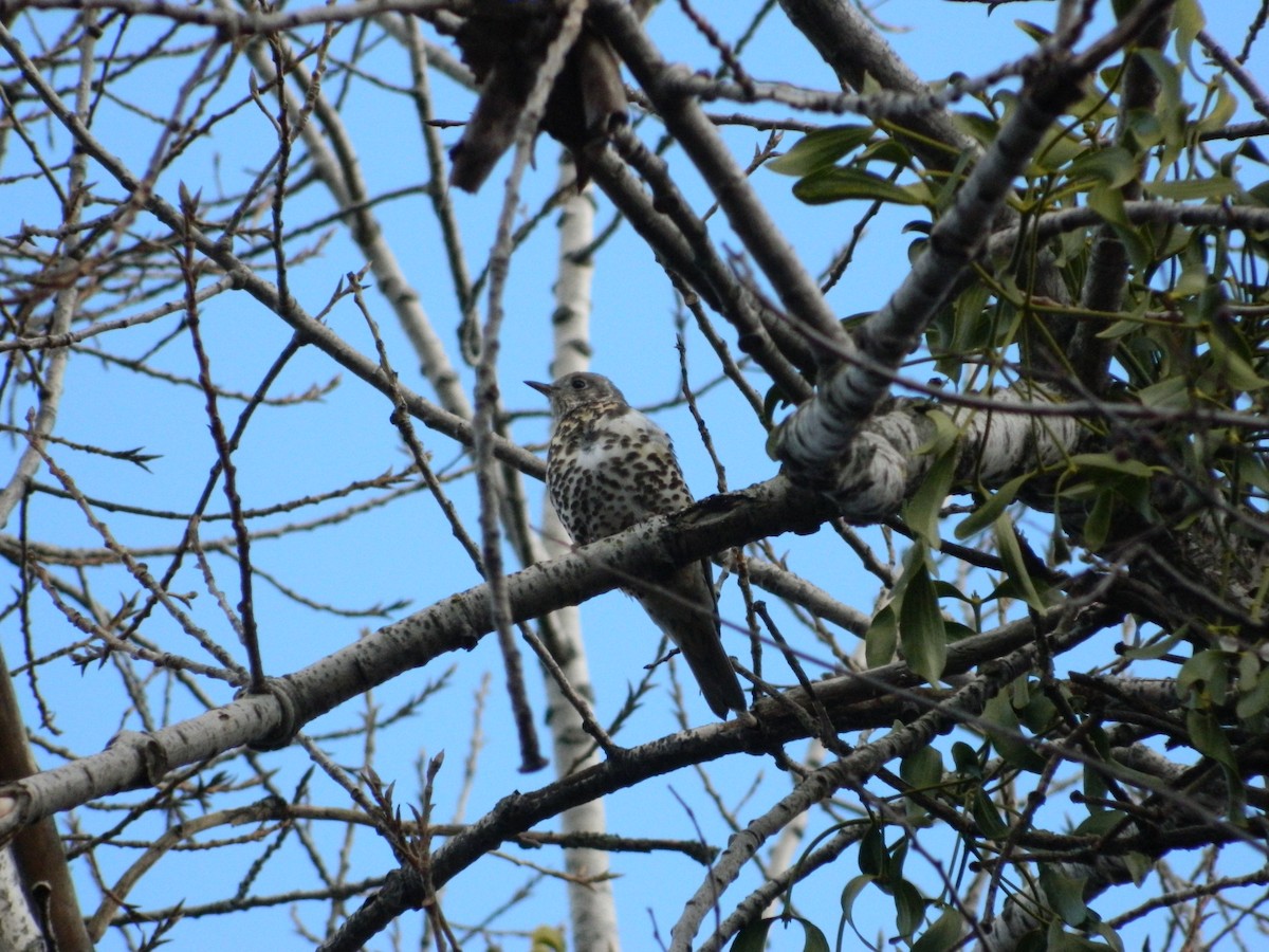 Mistle Thrush - ML646143771