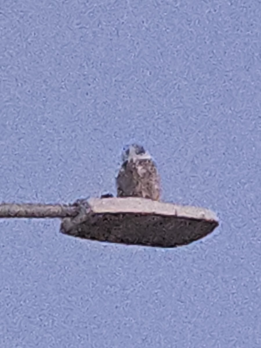 Snowy Owl - ML646143776