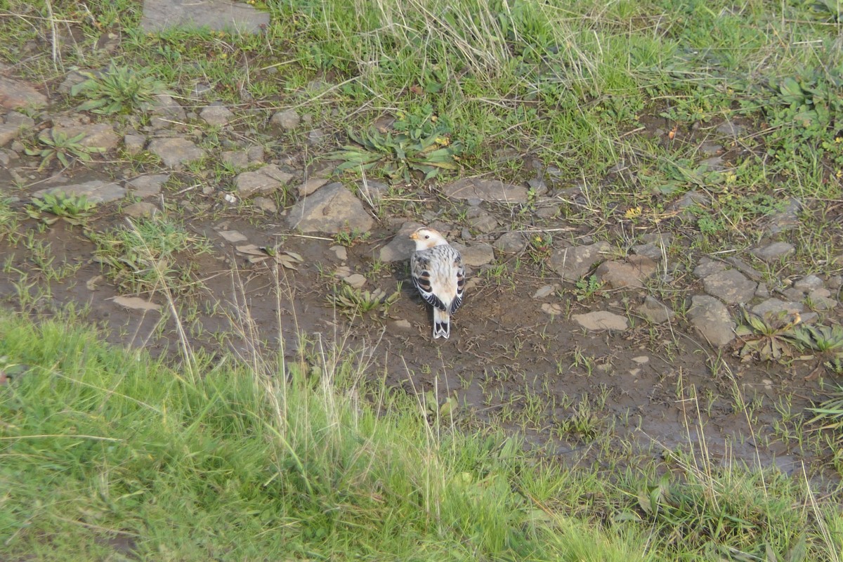 Schneeammer - ML646143777