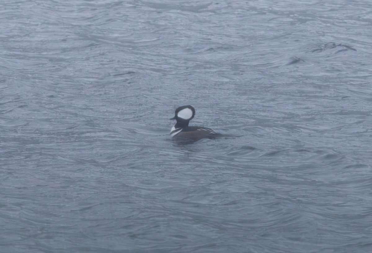 Hooded Merganser - ML646143778