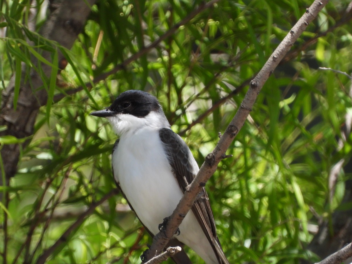 Gabelschwanz-Königstyrann - ML646143779