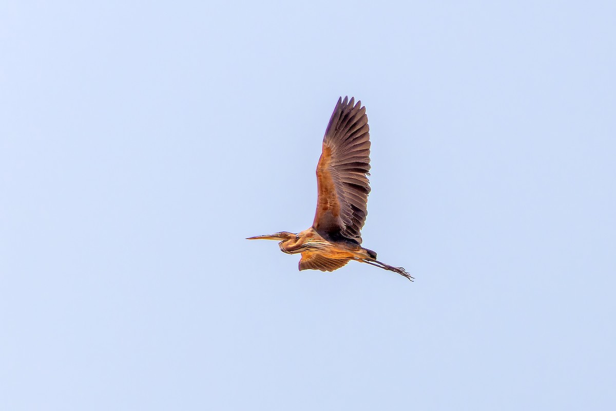 Purple Heron - ML646143781