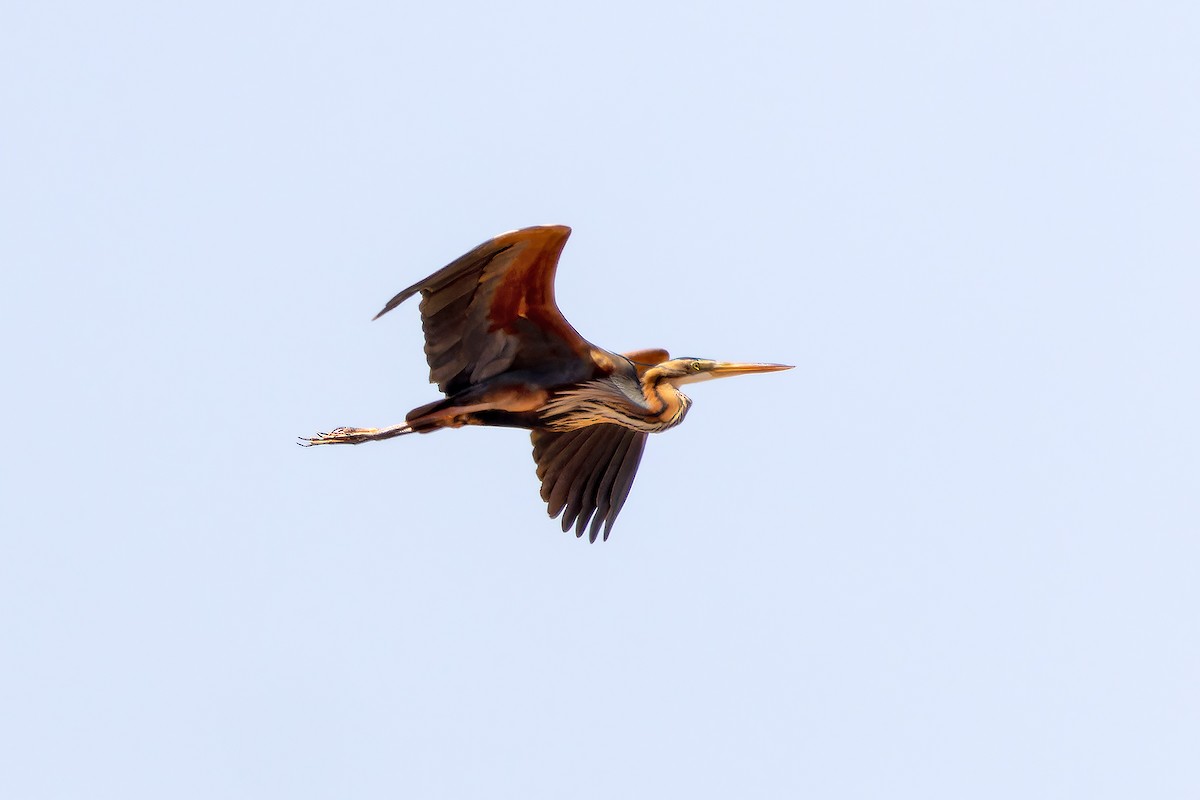 Purple Heron - ML646143782