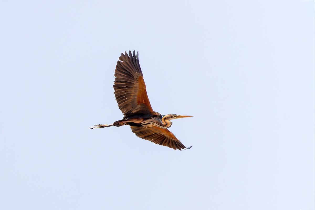 Purple Heron - ML646143783