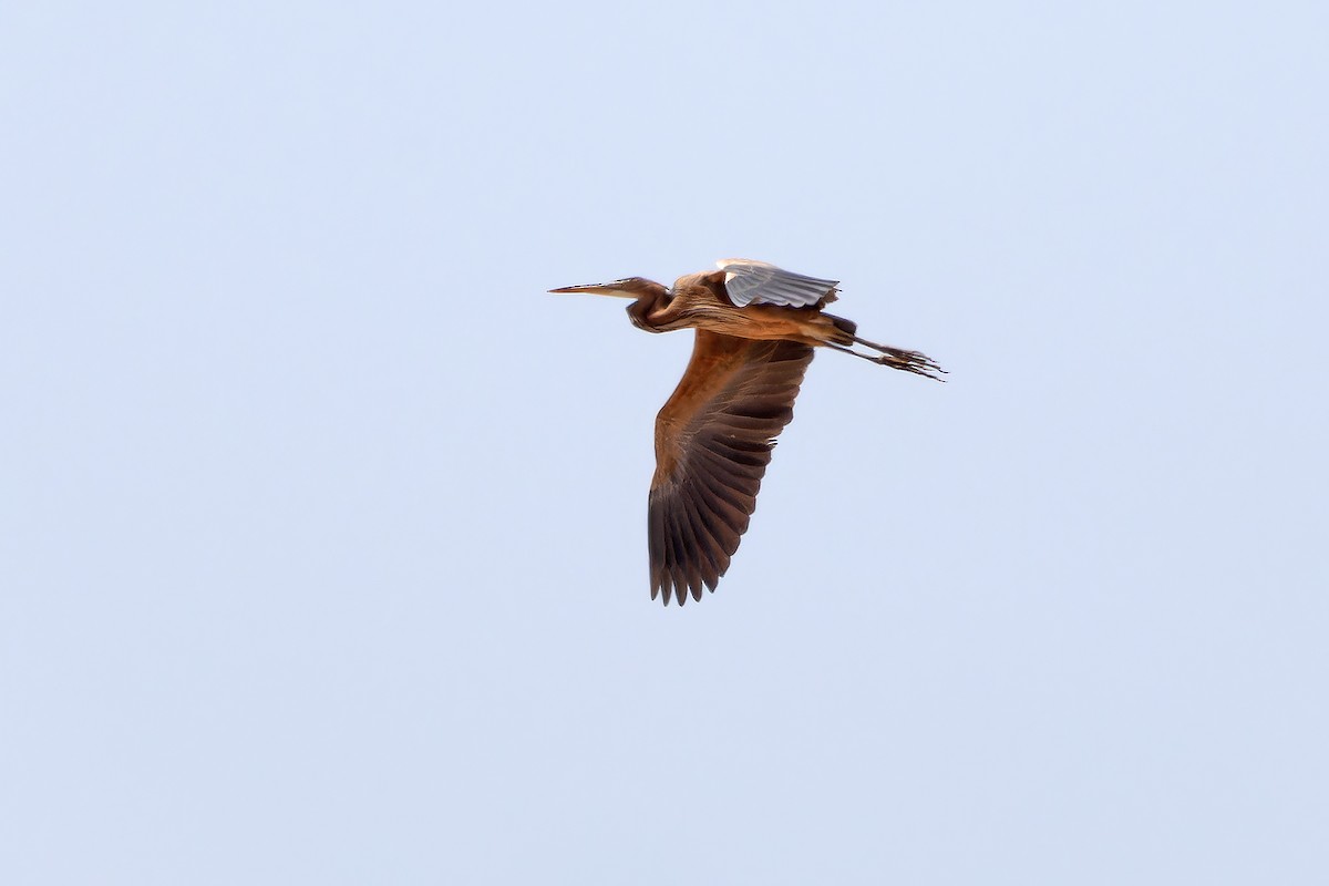 Purple Heron - ML646143786