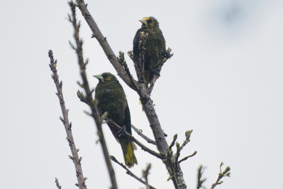 Grünschnabel-Stirnvogel - ML646143787