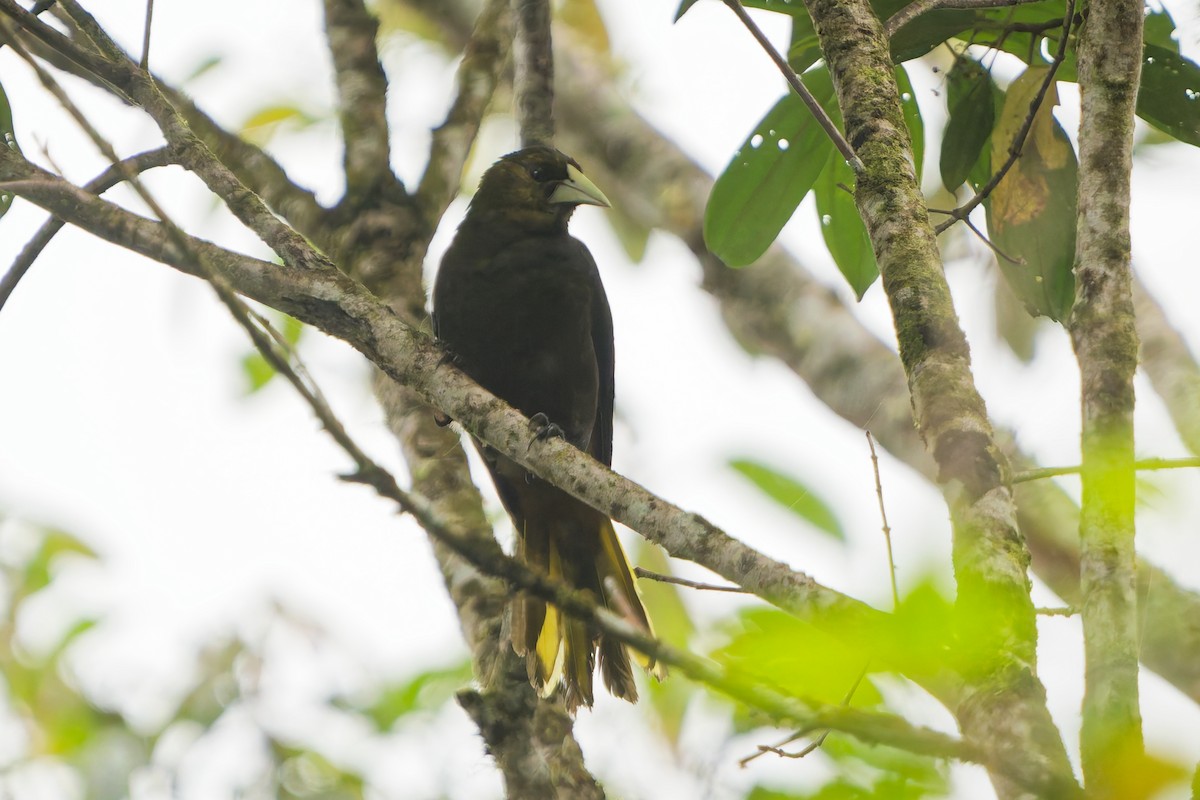 Grünschnabel-Stirnvogel - ML646143789