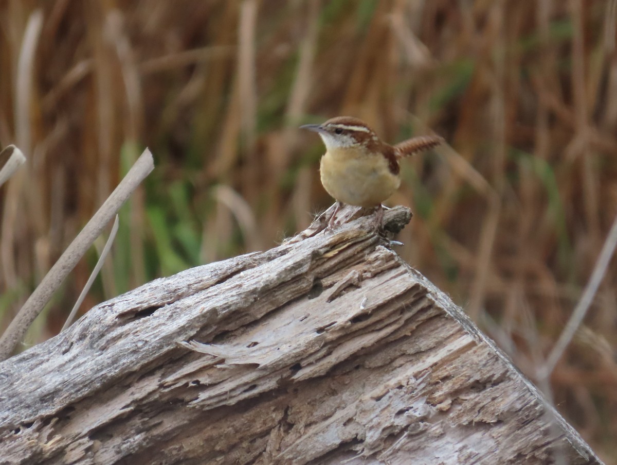 Carolinazaunkönig - ML646143791