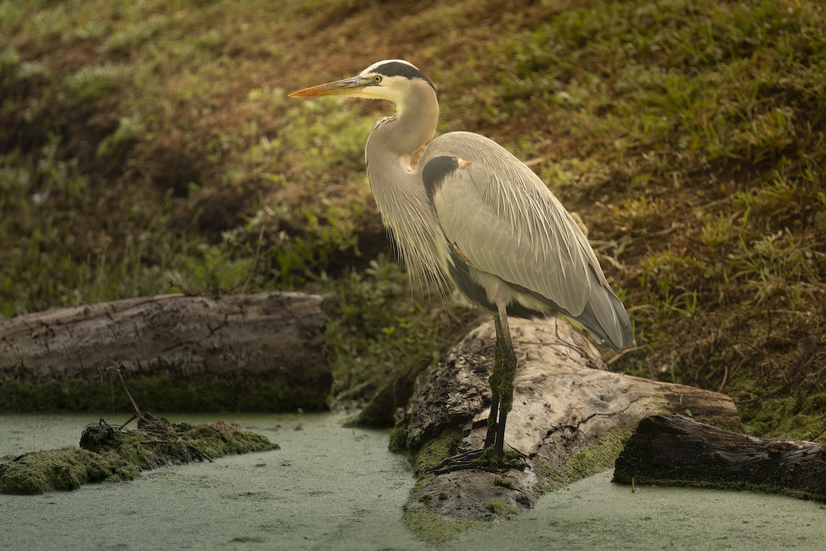 Kanadareiher - ML646143793