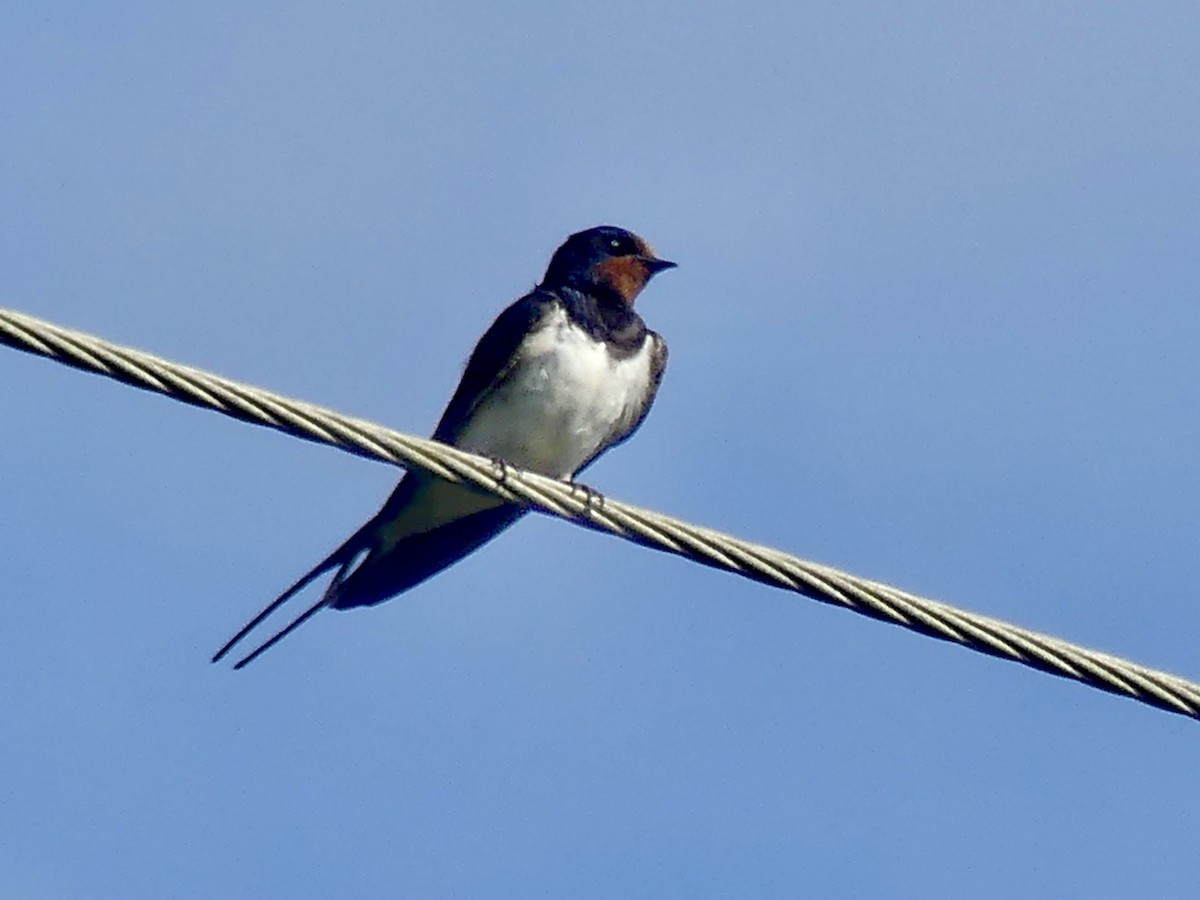 Rauchschwalbe (rustica) - ML646143796