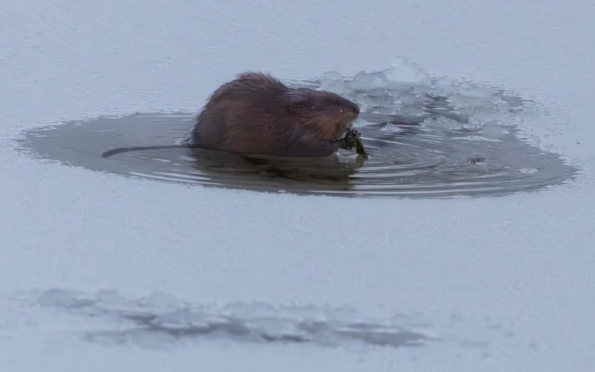 Muskrat - ML646143798