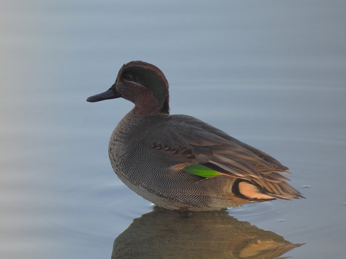 Krickente - ML646143799