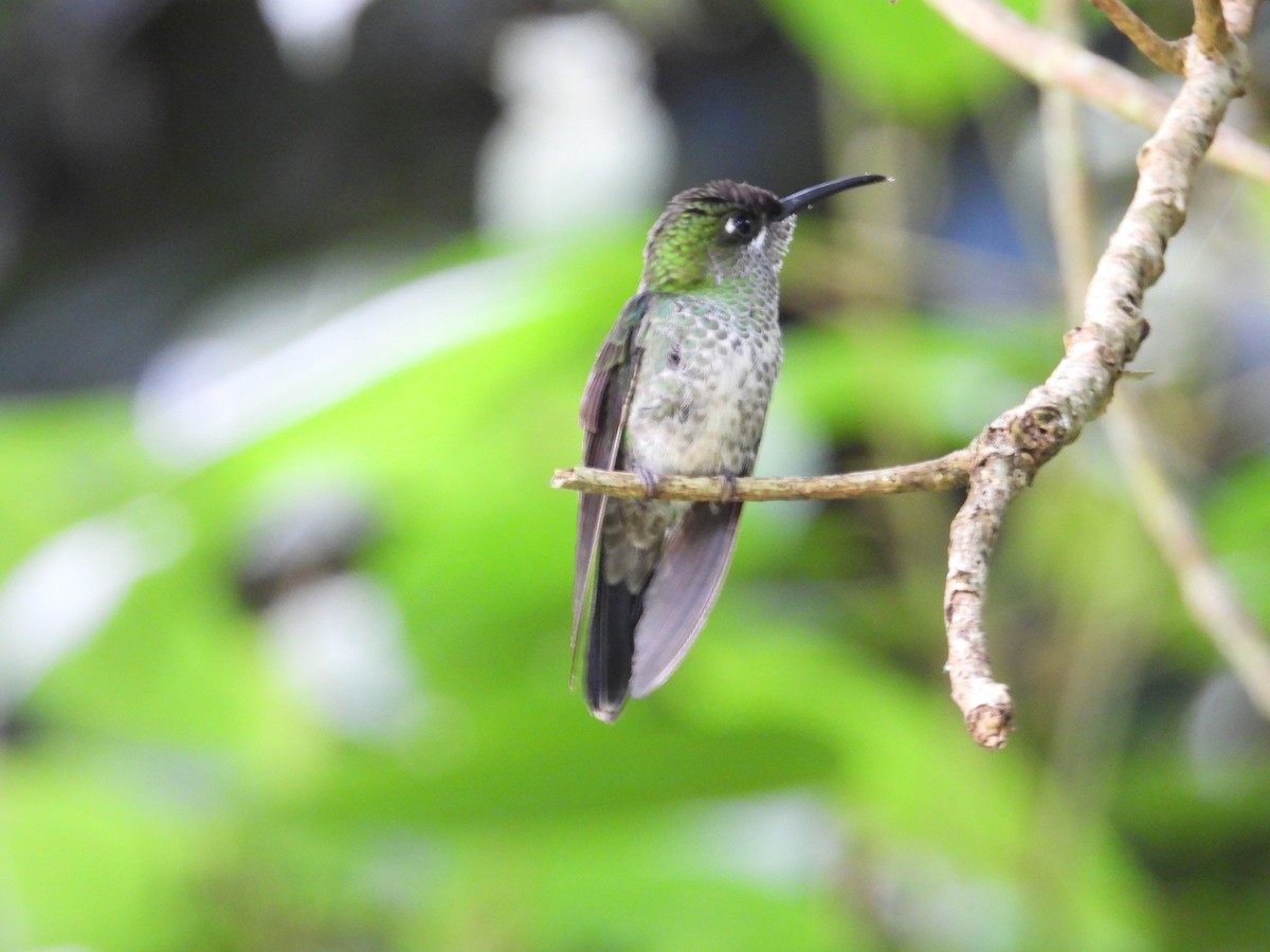 Violettstirn-Brillantkolibri - ML646143801
