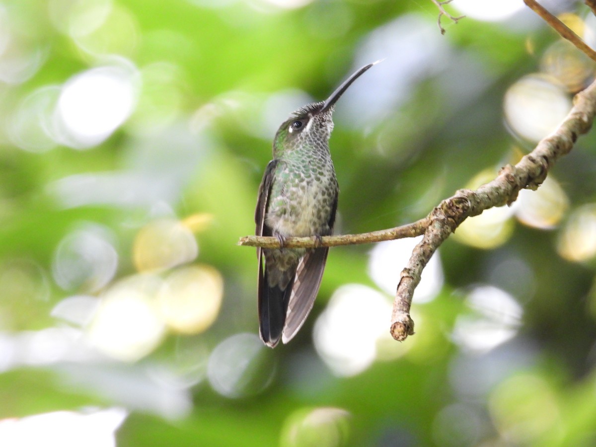 Violettstirn-Brillantkolibri - ML646143802