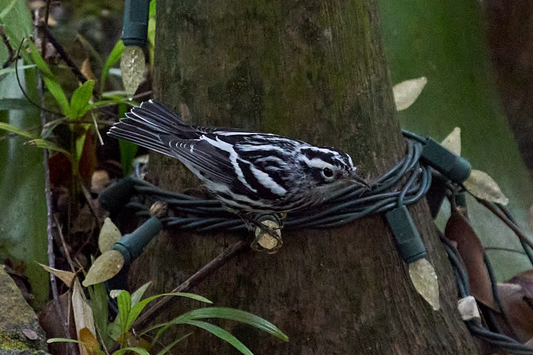 Kletterwaldsänger - ML646143803