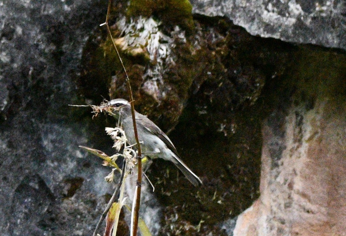 Graubauch-Schmätzertyrann - ML646143804