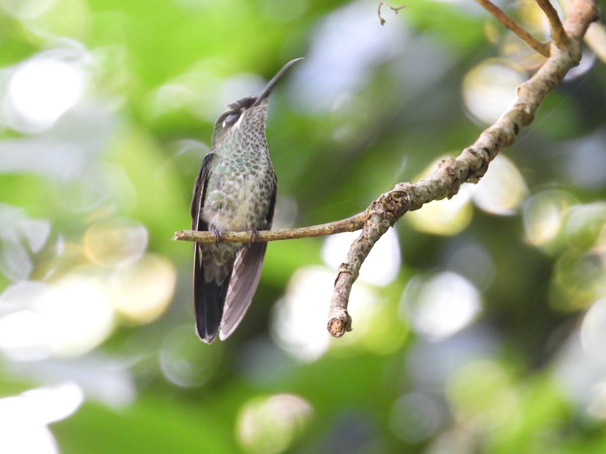Violettstirn-Brillantkolibri - ML646143805