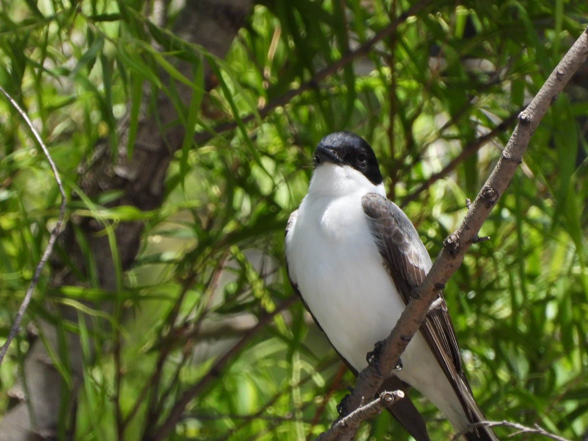 Gabelschwanz-Königstyrann - ML646143806