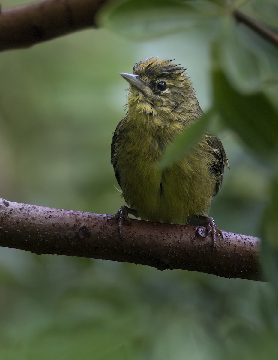 Orangefleck-Waldsänger - ML646143807
