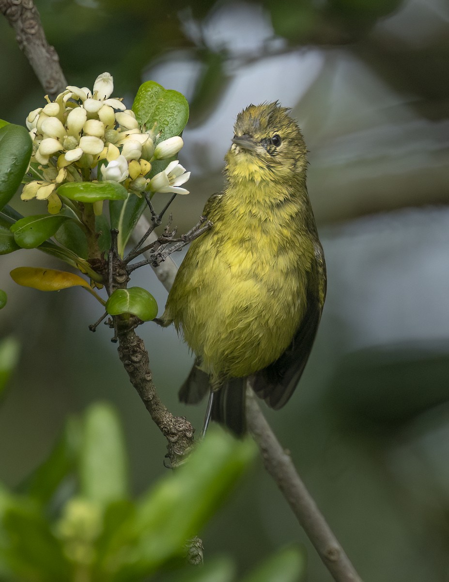 Orangefleck-Waldsänger - ML646143808