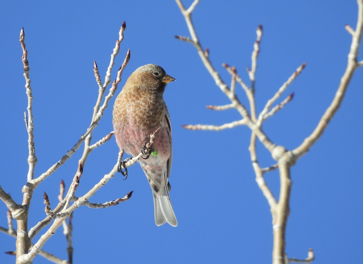 pěnkavice coloradská - ML646143809