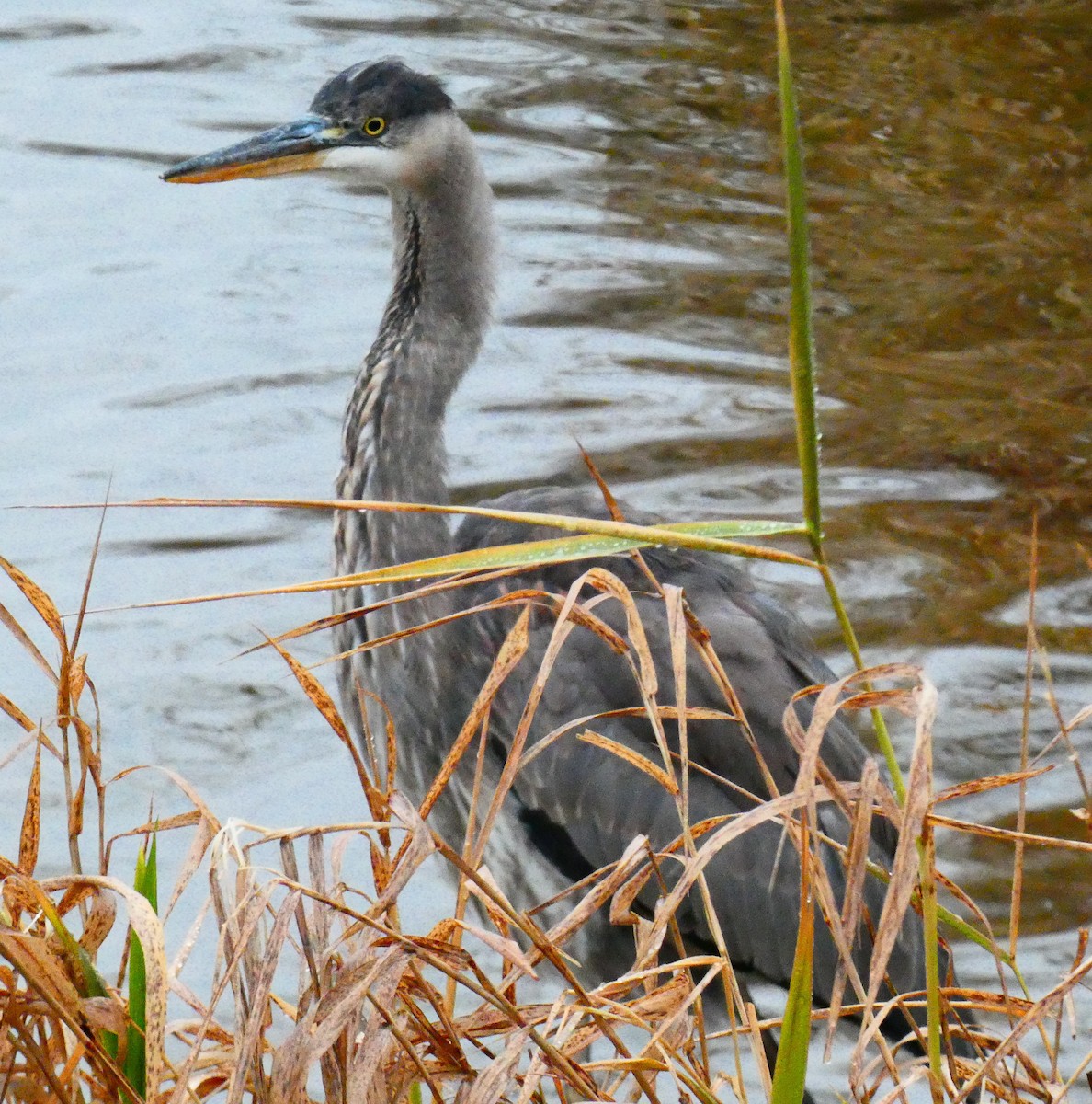 Kanadareiher - ML646143810