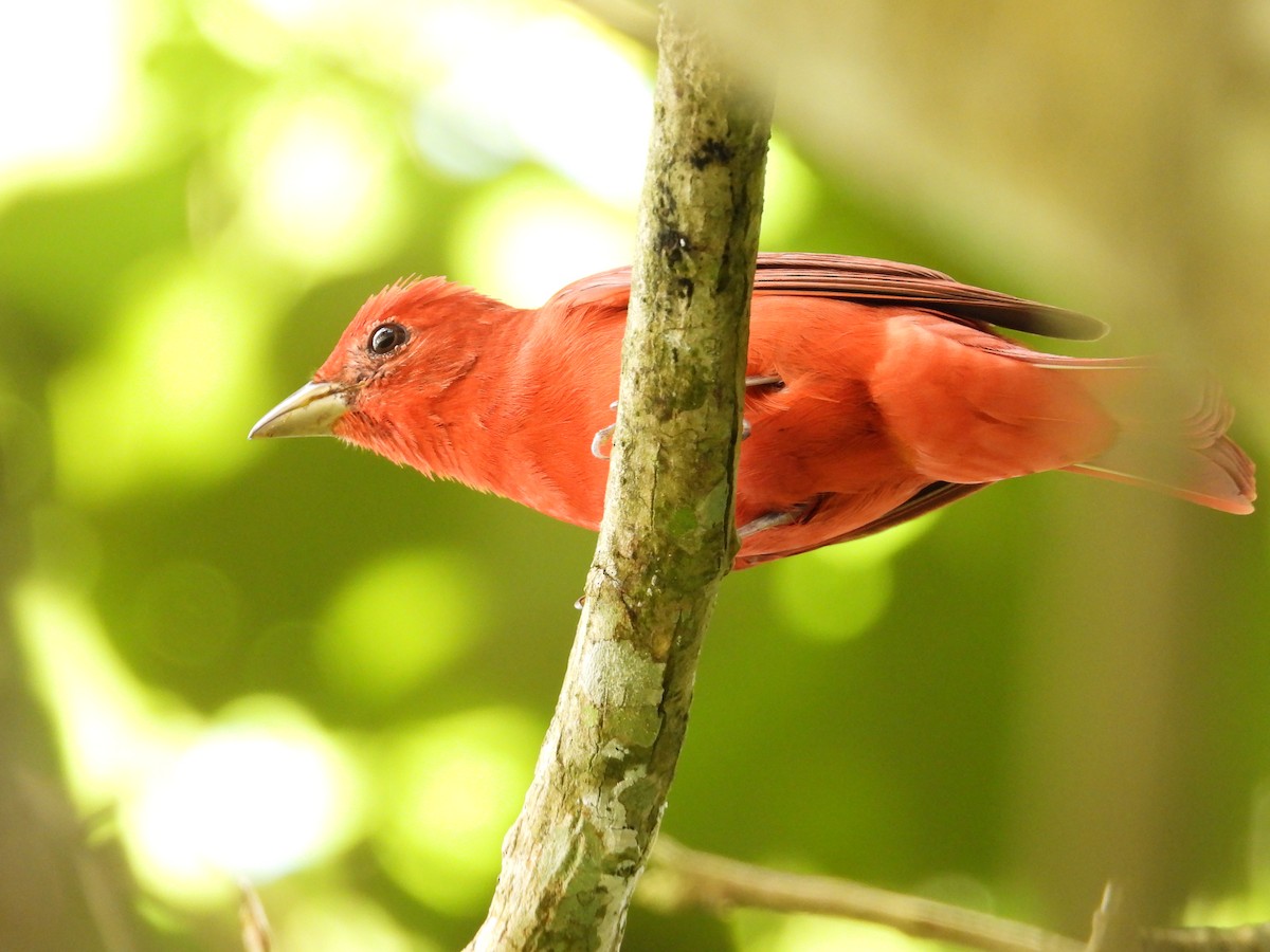 Sommerkardinal - ML646143812