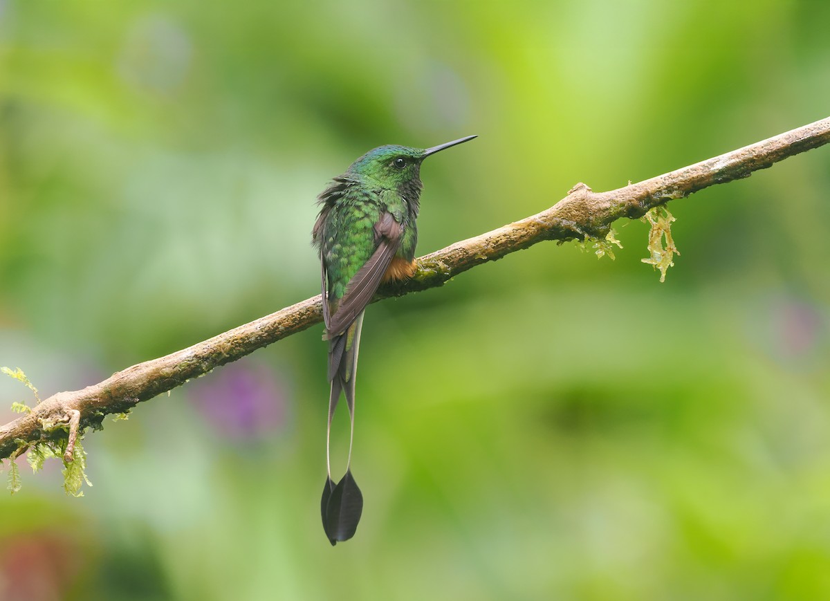 Peruvian Racket-tail - ML646143813