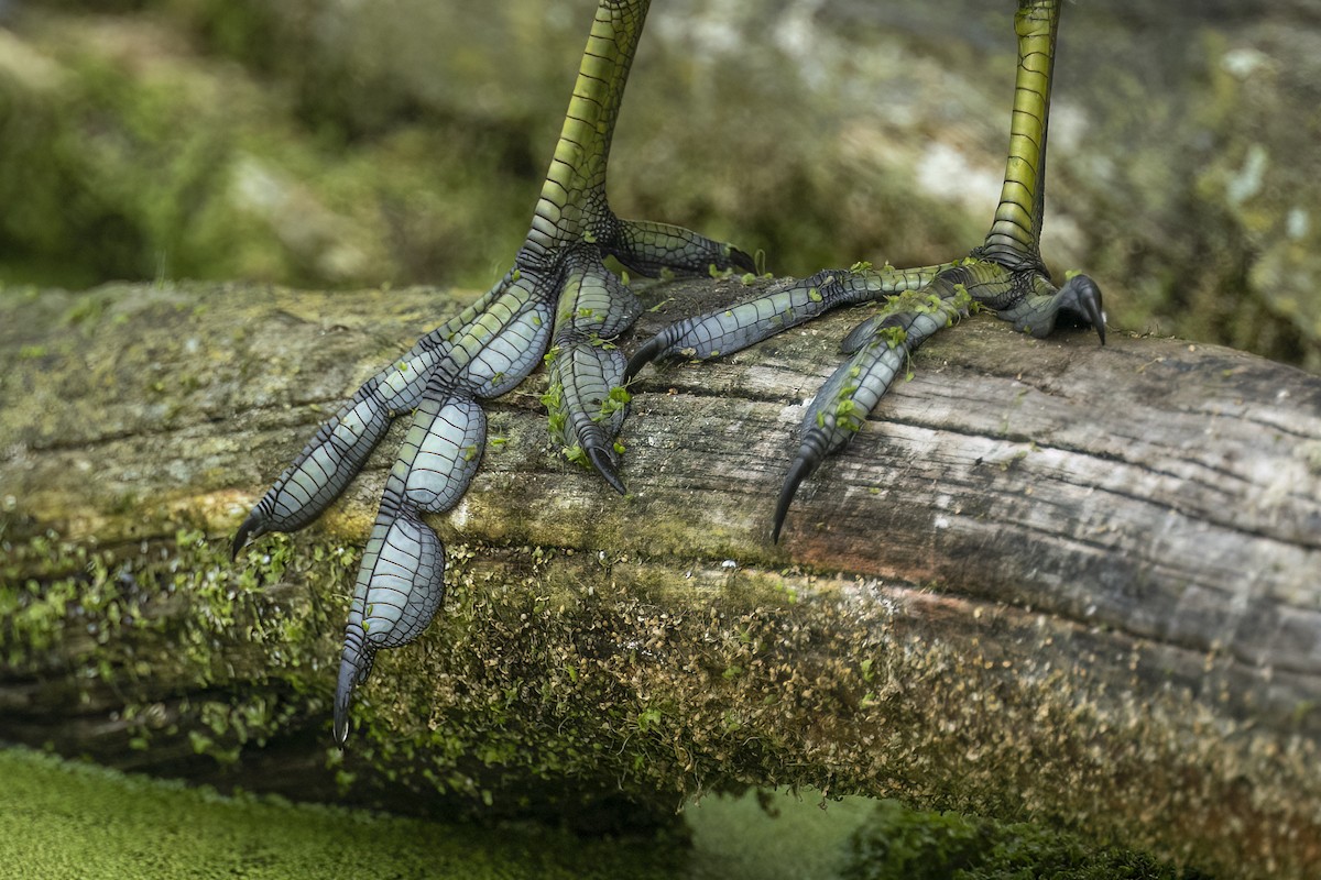 Indianerblässhuhn - ML646143816