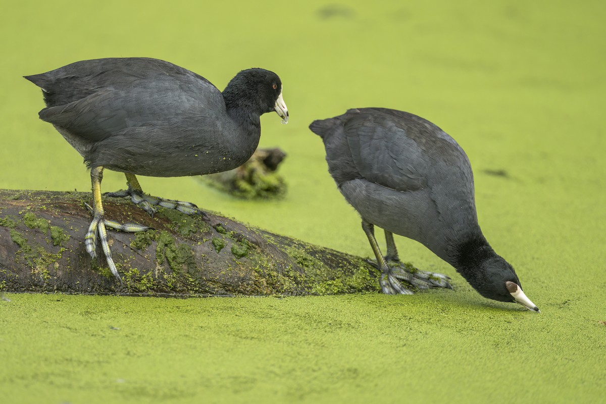 Indianerblässhuhn - ML646143818