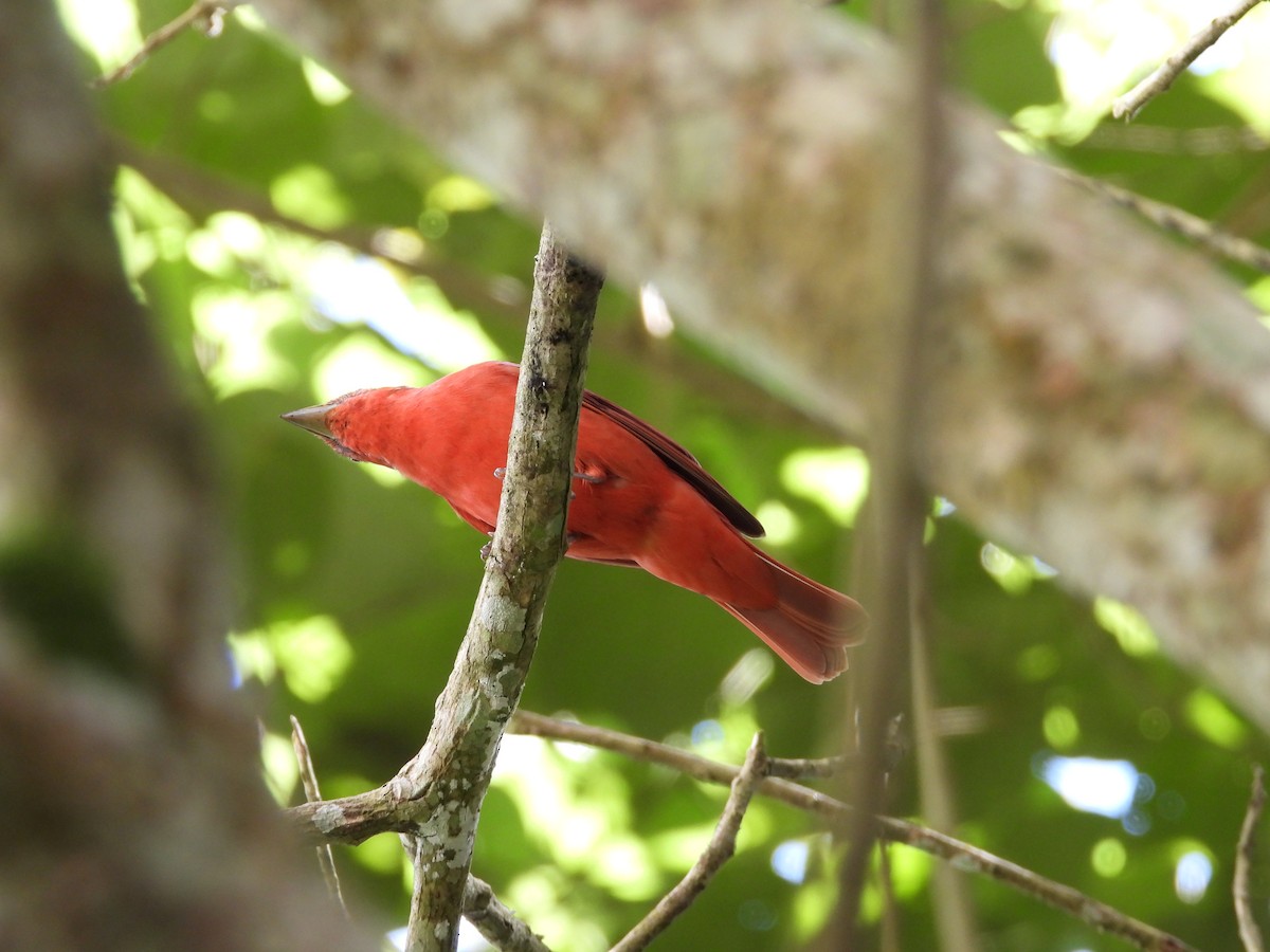 Sommerkardinal - ML646143821