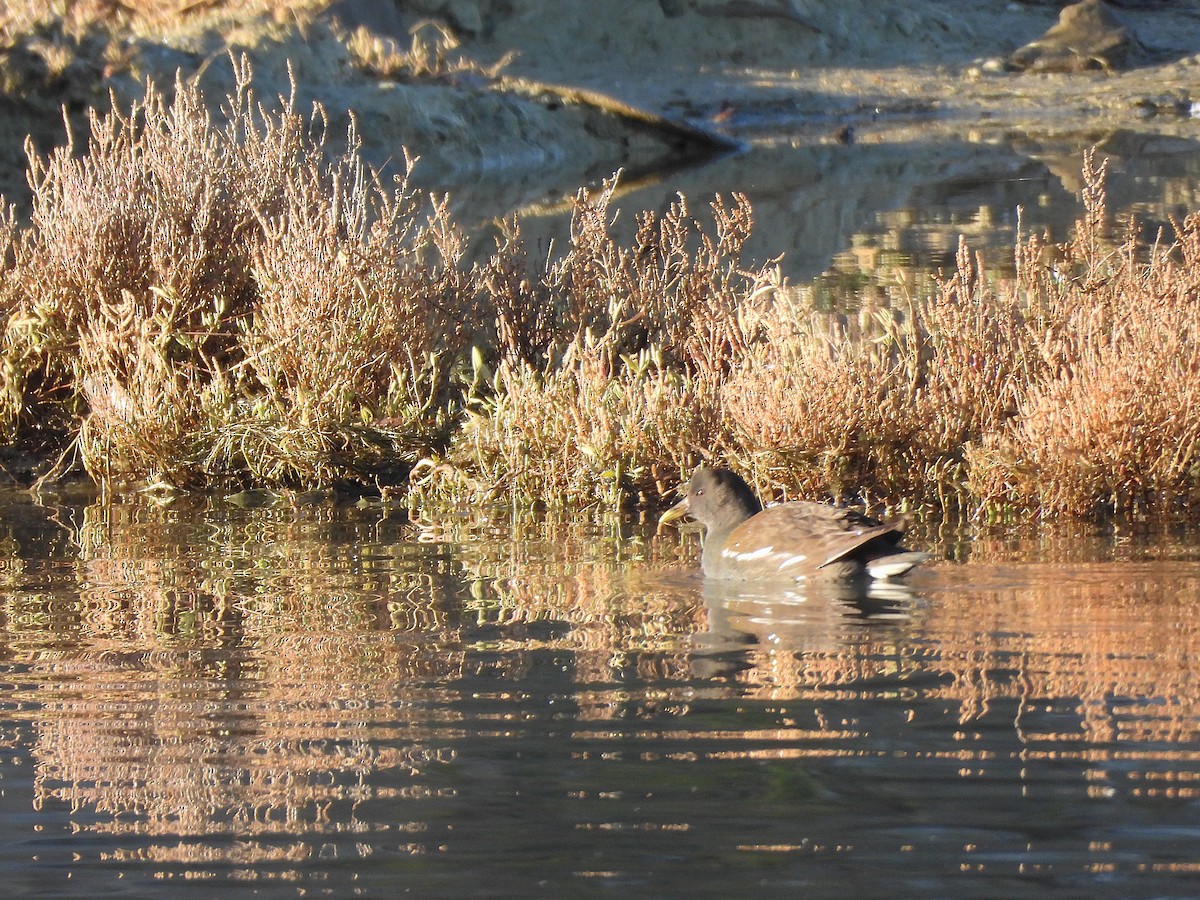 Teichhuhn - ML646143823