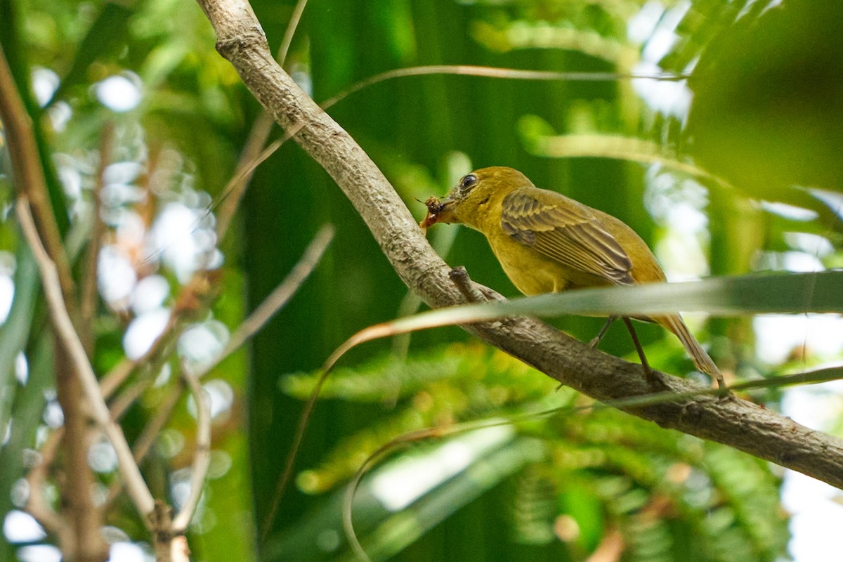 Sommerkardinal - ML646143825