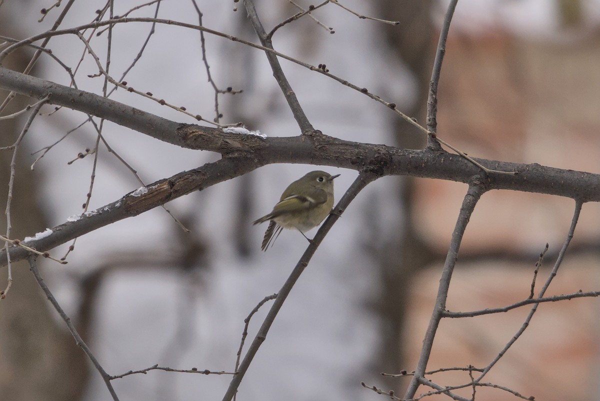 Ruby-crowned Kinglet - ML646143826