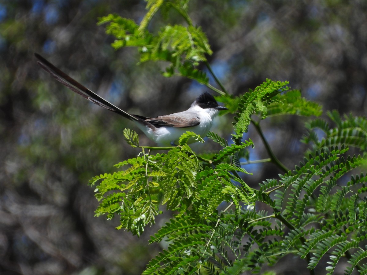 Fork-tailed Flycatcher - ML646143827
