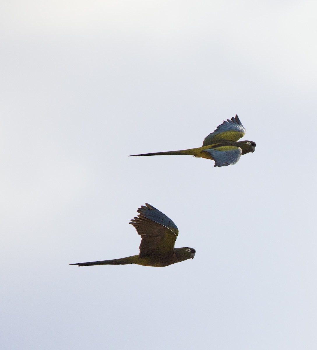 Burrowing Parakeet - ML646143831