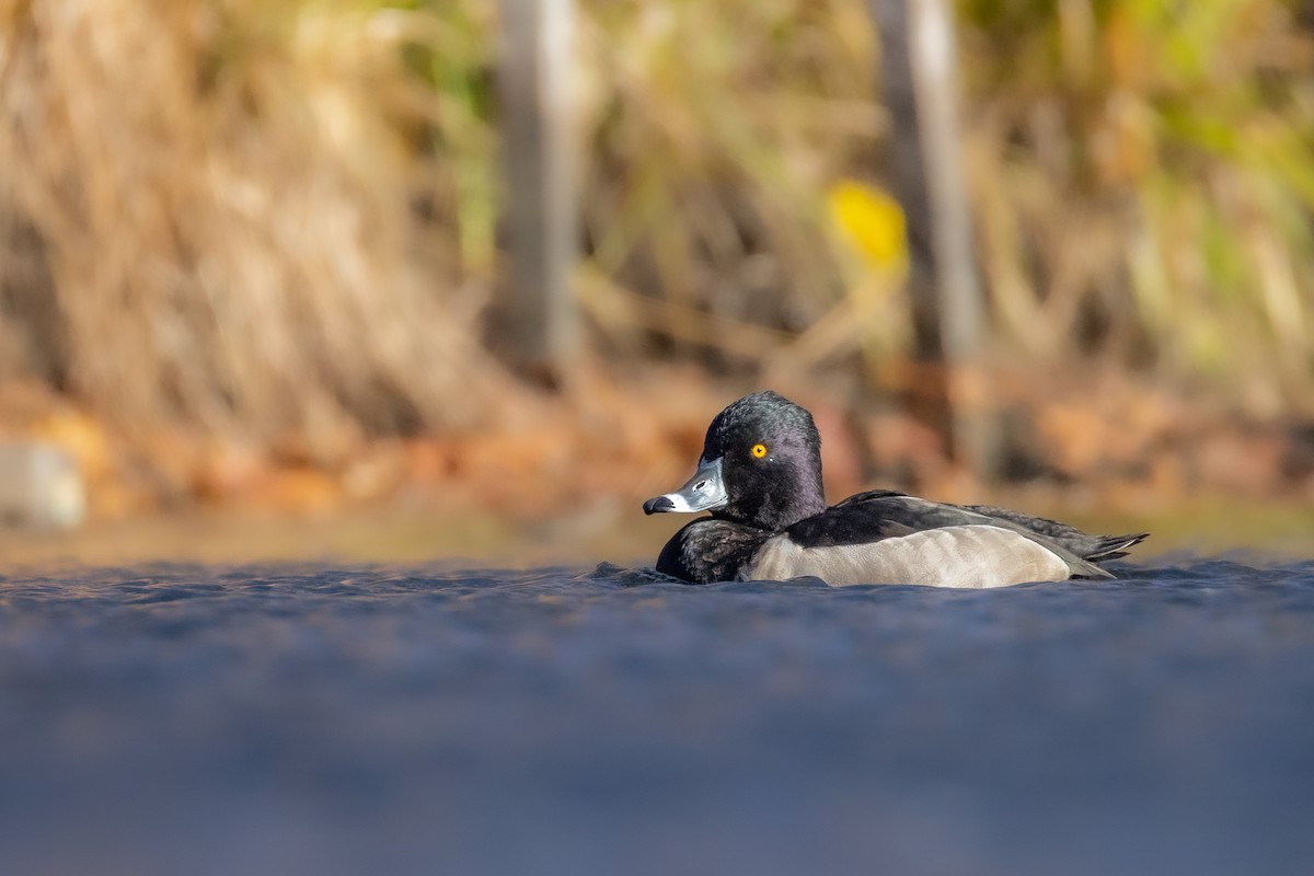 Ring-necked Duck - ML646143836