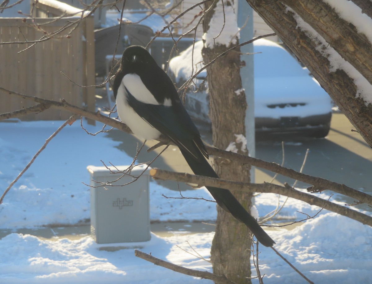 Сорока канадська - ML646143837