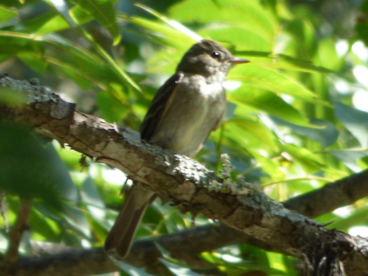 Eastern Wood-Pewee - ML646143838
