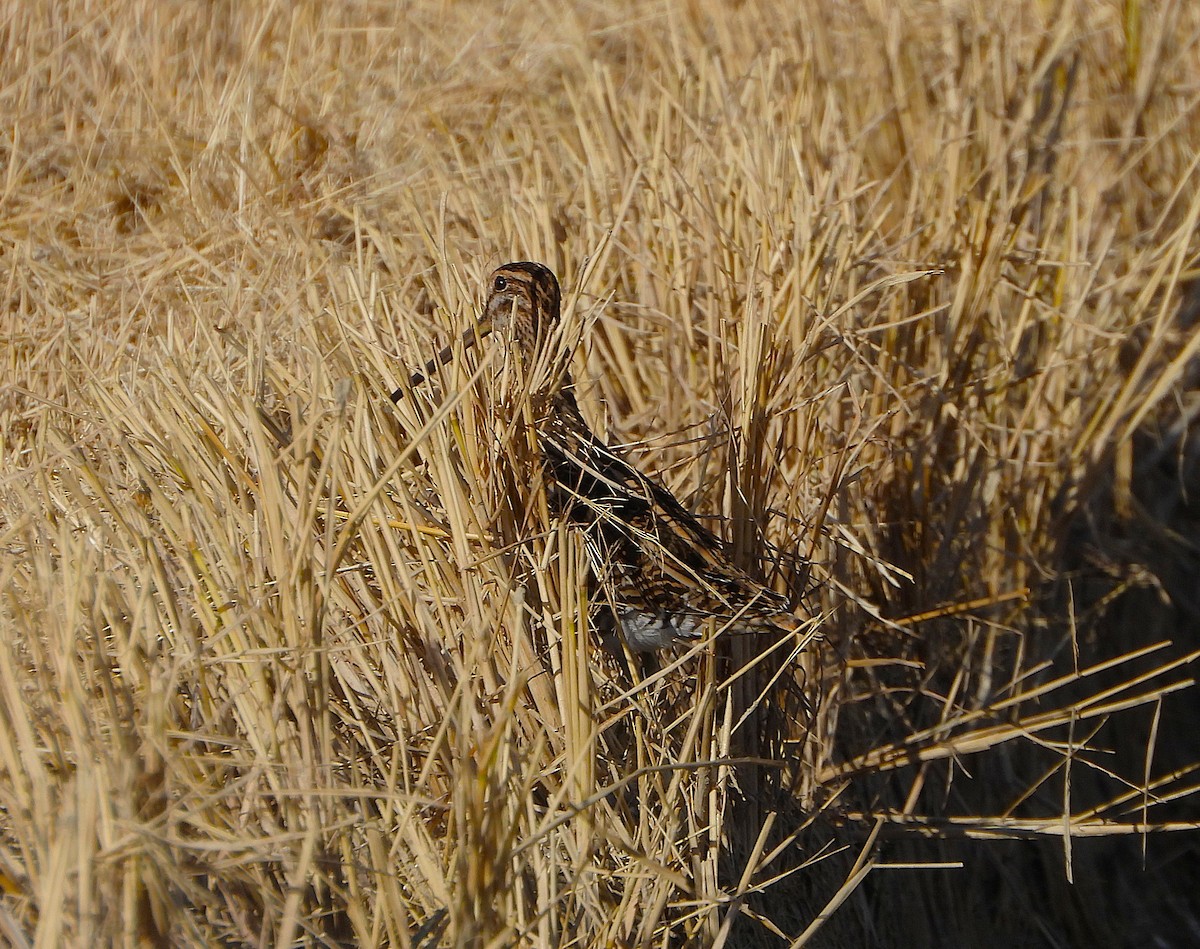 חרטומית ביצות - ML646143839