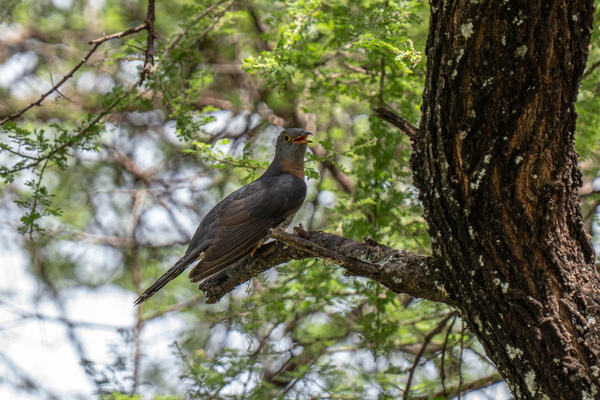 Einsiedlerkuckuck - ML646143840