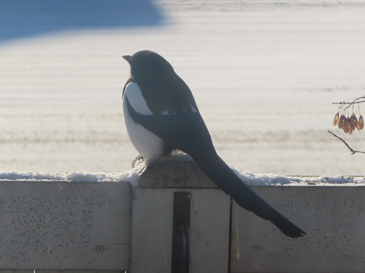 Сорока канадська - ML646143842