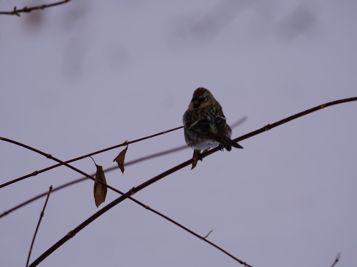Redpoll - ML646143843