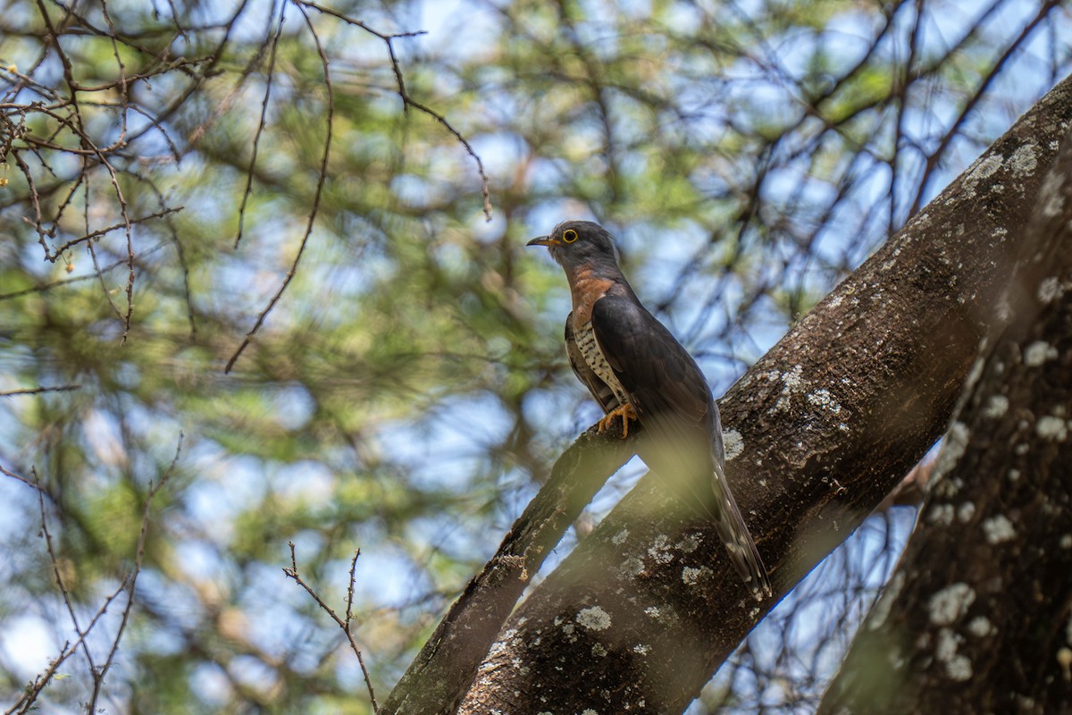 Einsiedlerkuckuck - ML646143846