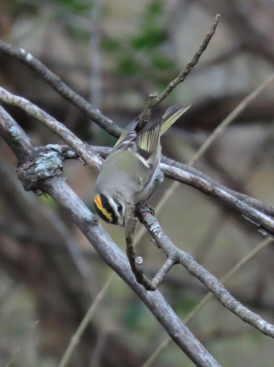 Golden-crowned Kinglet - ML646143847