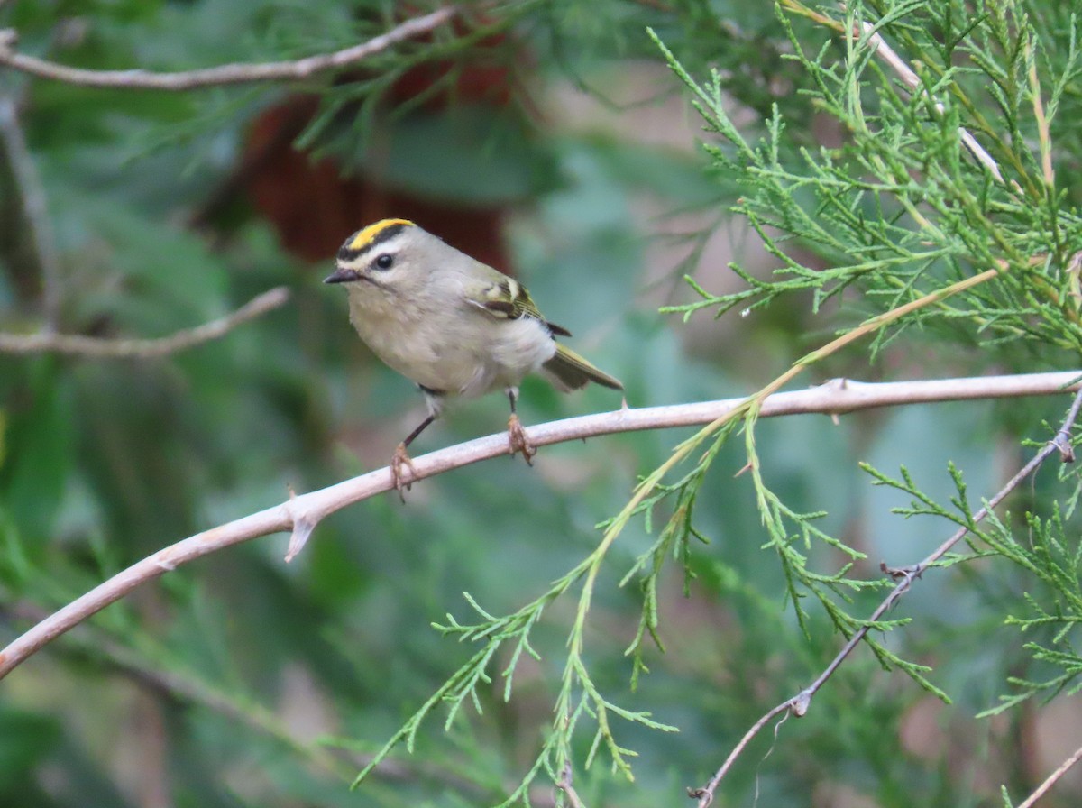 Golden-crowned Kinglet - ML646143848