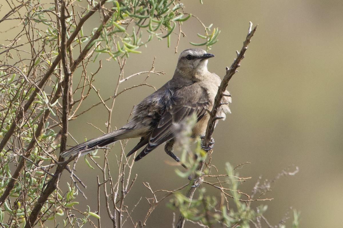 Patagonian Mockingbird - ML646143849