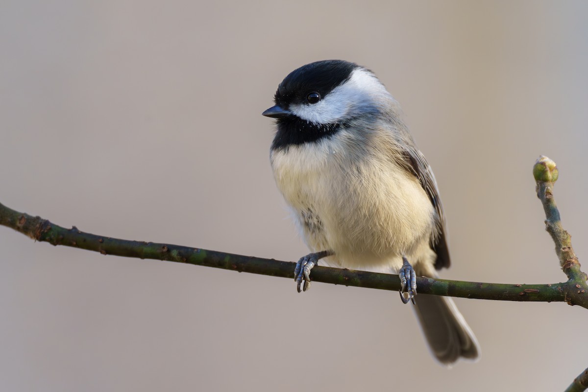 Carolina Chickadee - ML646143853