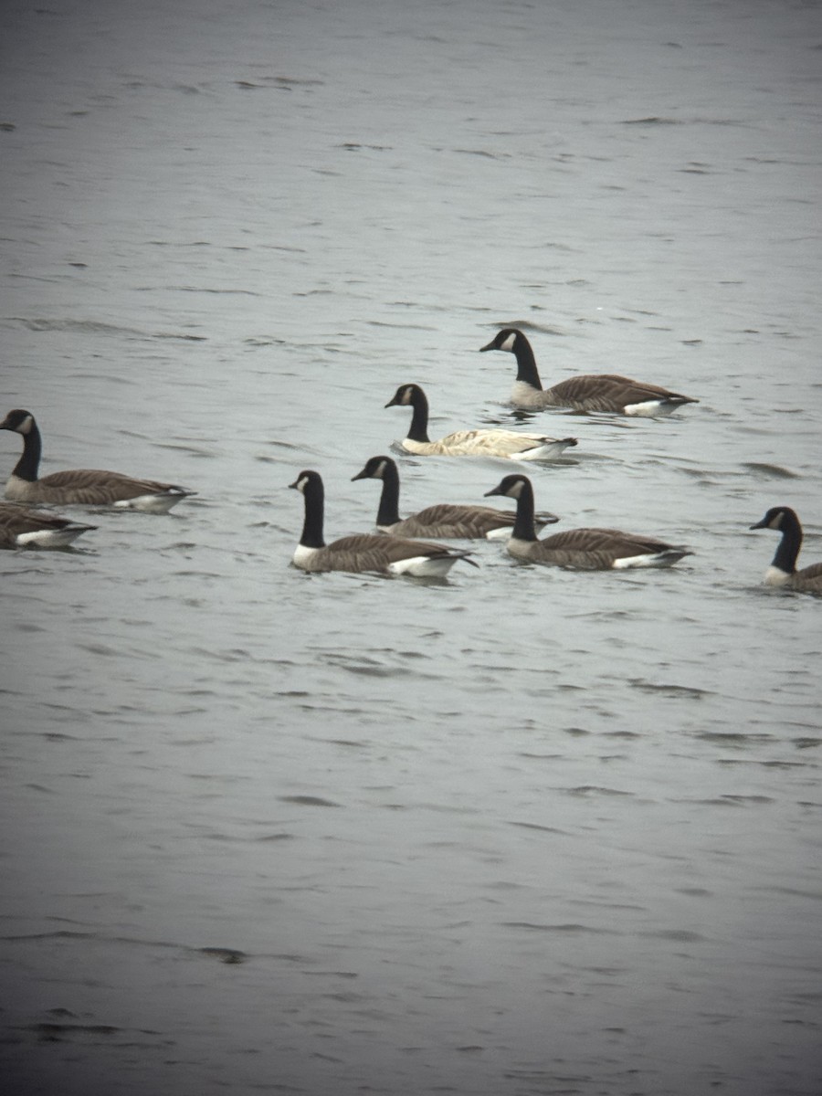 Canada Goose - ML646143863